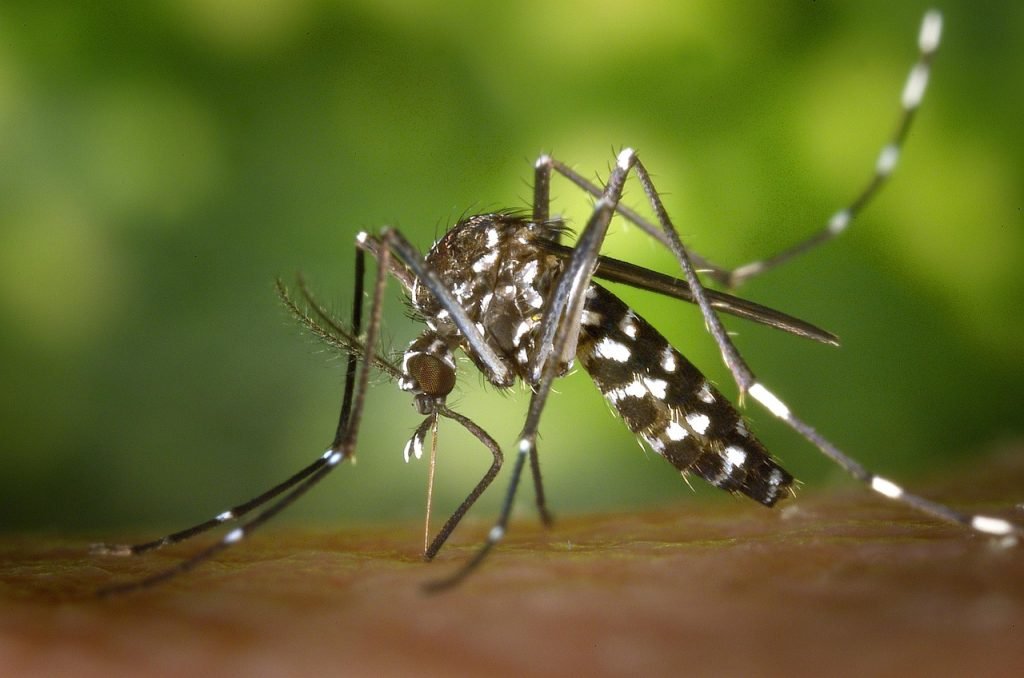 chikungunya virus china